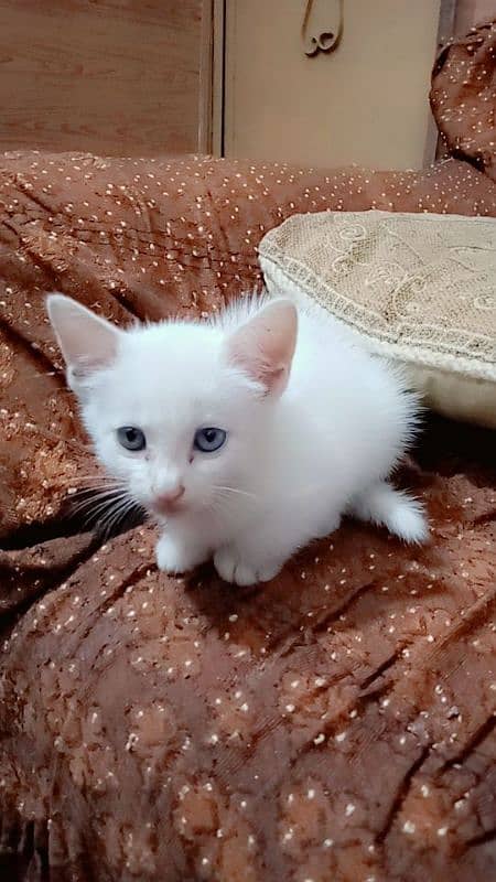 persion cat for sale female 2