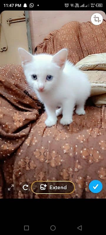 persion cat for sale female 3