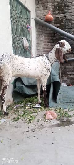 Long height pure desi bakri gabban for sale