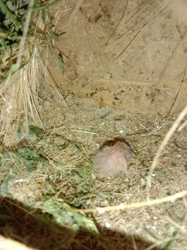 love birds breeder pair with chicks 3