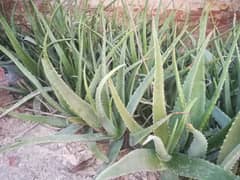 aloe