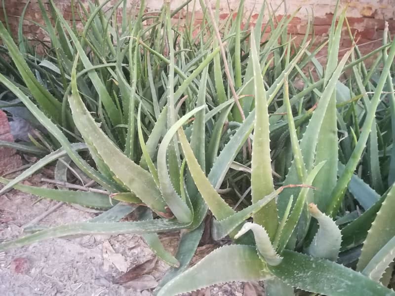 aloe vera plants 0