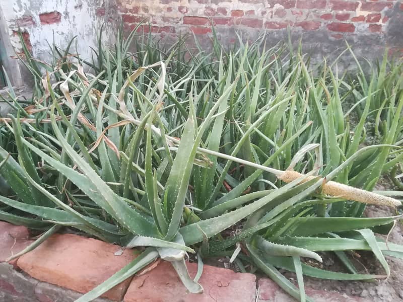 aloe vera plants 1