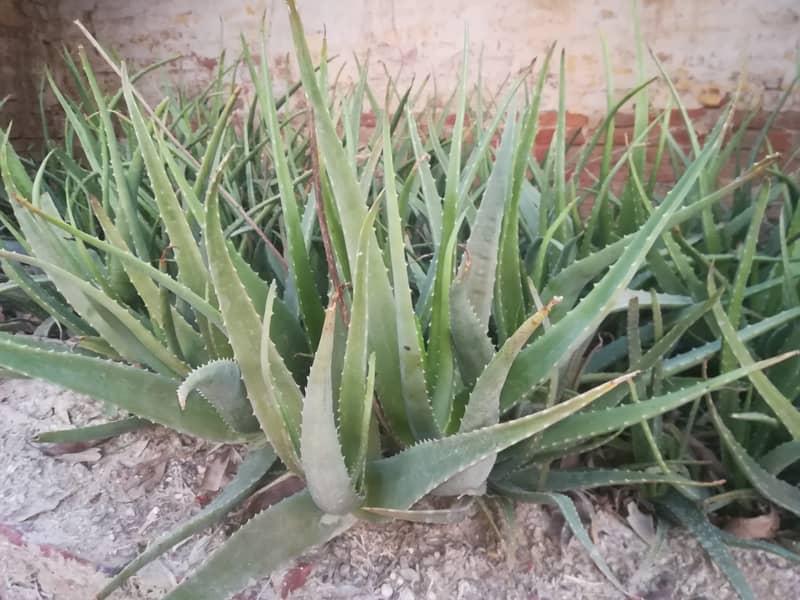 aloe vera plants 2