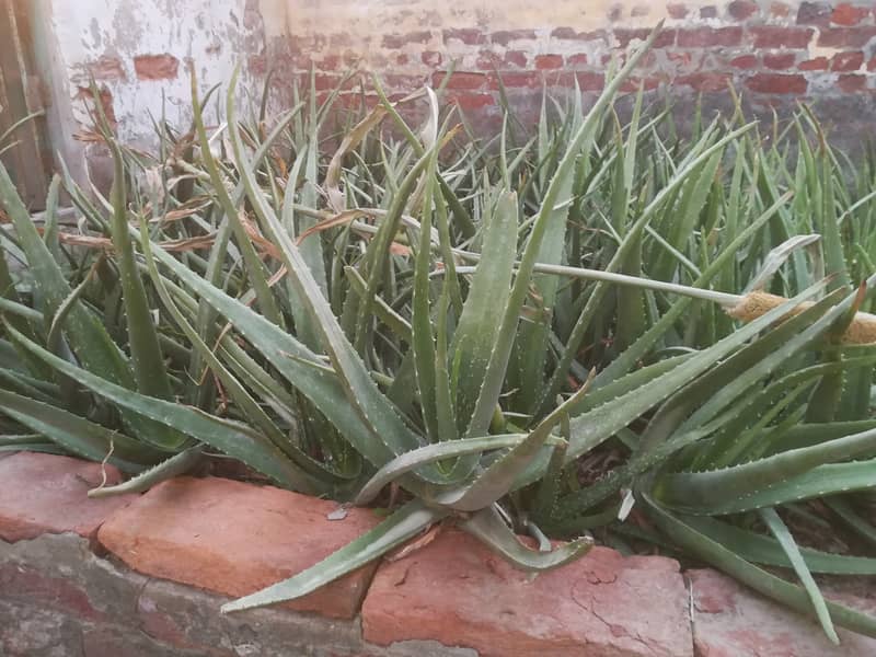 aloe vera plants 3