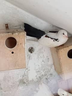 Sherazi fancy pigeon breeder pair