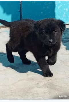 Black German Shepherd long coat