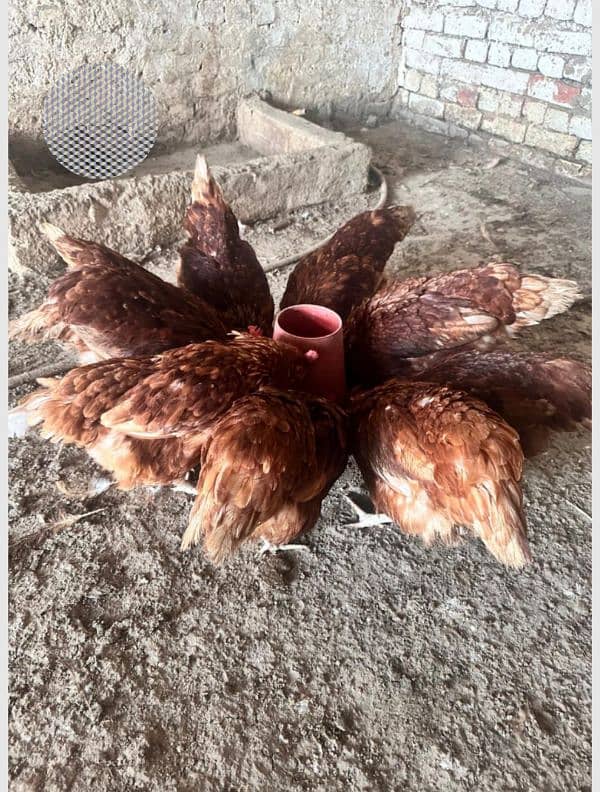 Lohmann Brown Egg-Laying Hens for Sale – Healthy & Productive! 1