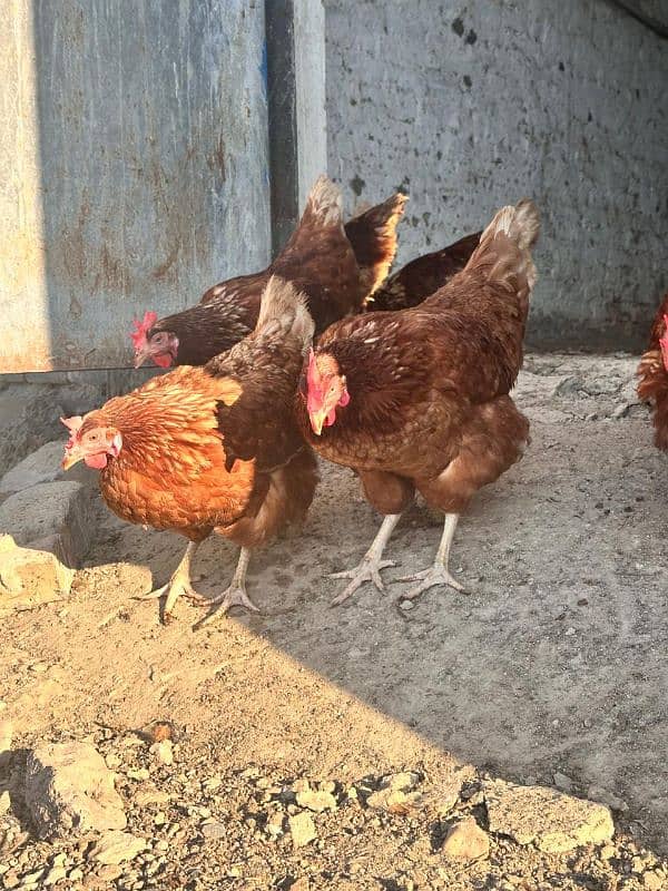 Lohmann Brown Egg-Laying Hens for Sale – Healthy & Productive! 9