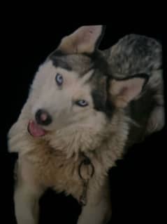 Husky blue eyes for sale