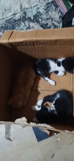 three male American  kitten