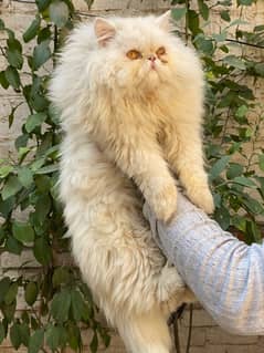 Persian Peki Male For Stud Only !!