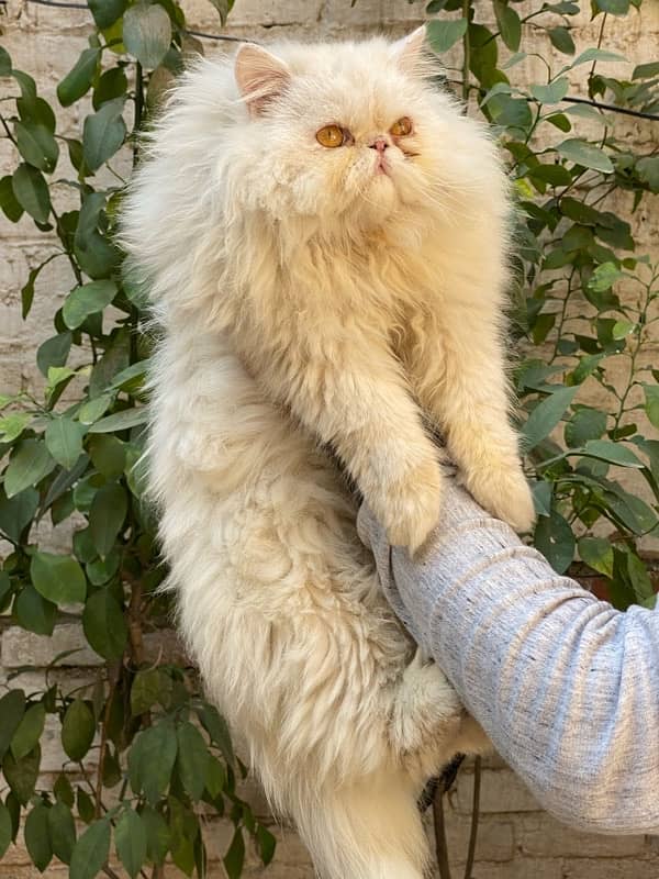 Persian Peki Male For Stud Only !! 0