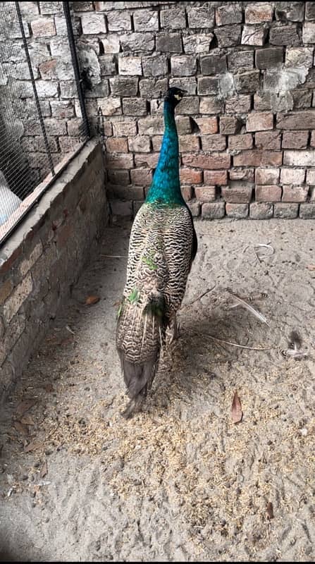 peacocks 2