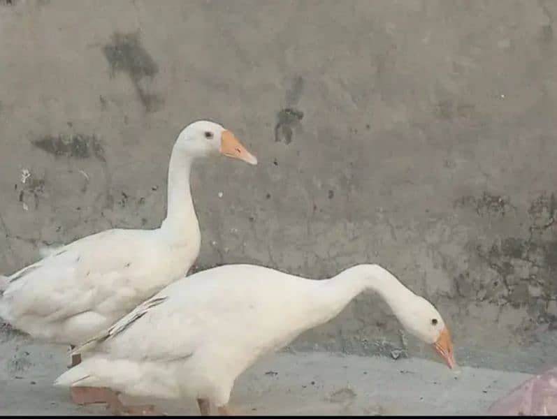 long neck ducks 0