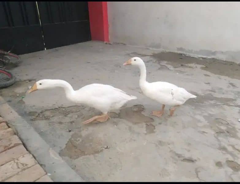 long neck ducks 1