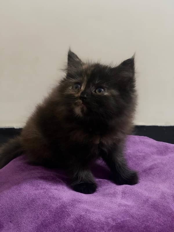 persian kittens for sale 1