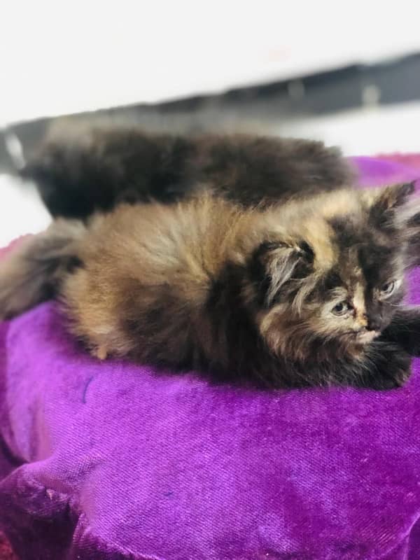 persian kittens for sale 8