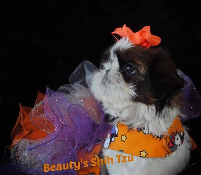 Pure Shihtzu puppy available 1