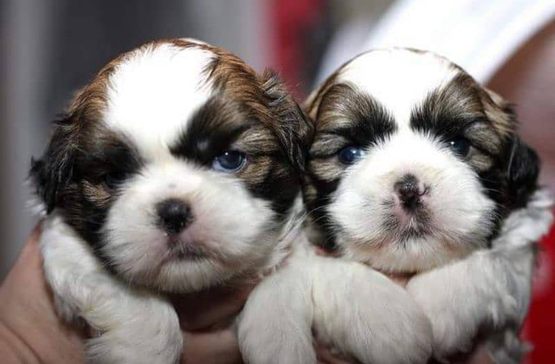 Pure Shihtzu puppy available 2