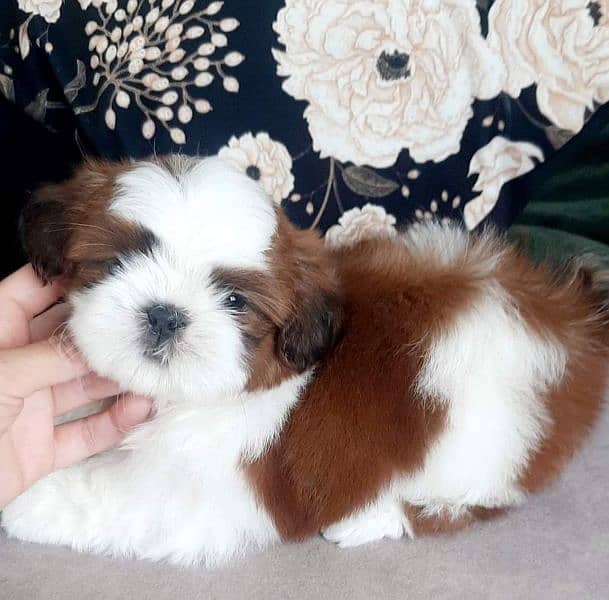 Pure Shihtzu puppy available 3