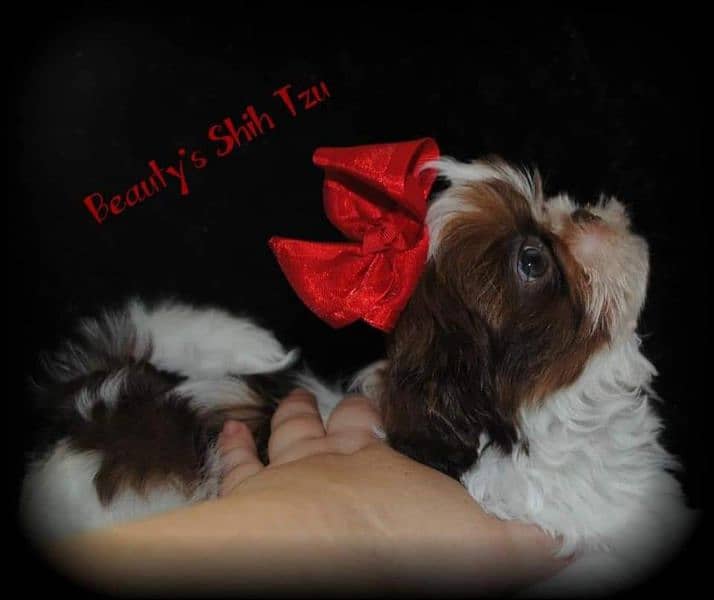 Pure Shihtzu puppy available 4