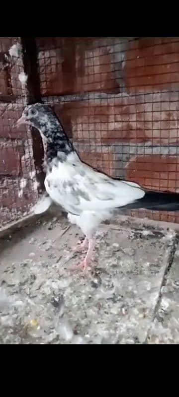 some pigeon description پڑھ لیں 0