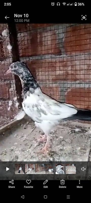 some pigeon description پڑھ لیں 1