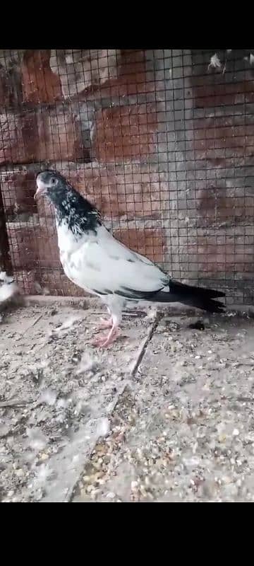 some pigeon description پڑھ لیں 2