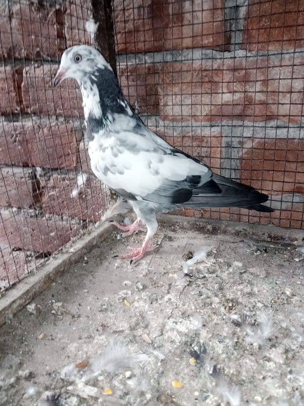 some pigeon description پڑھ لیں 3