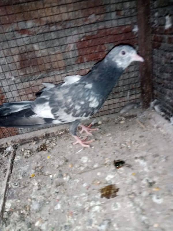 some pigeon description پڑھ لیں 4