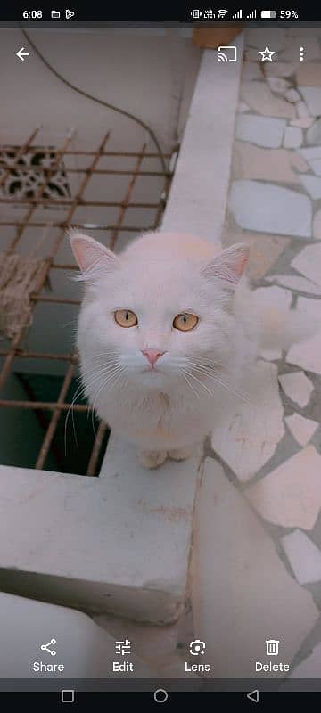 white female persion cat 3