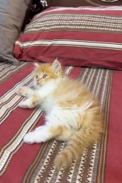 Persian Kitten