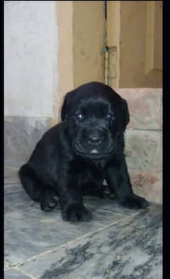 Blck Labrador male