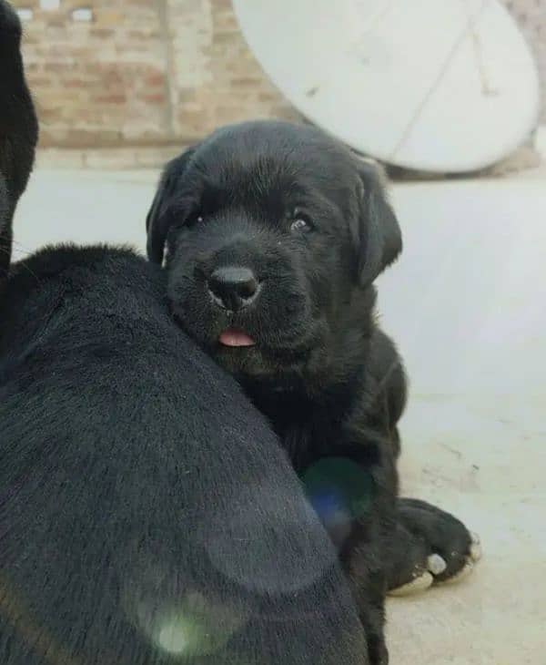 Blck Labrador male 1