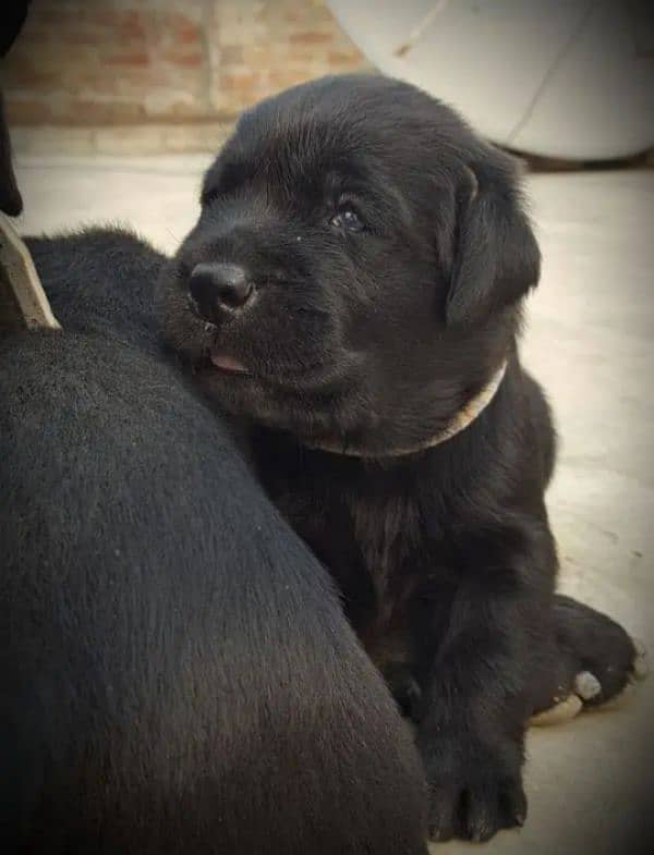 Blck Labrador male 2