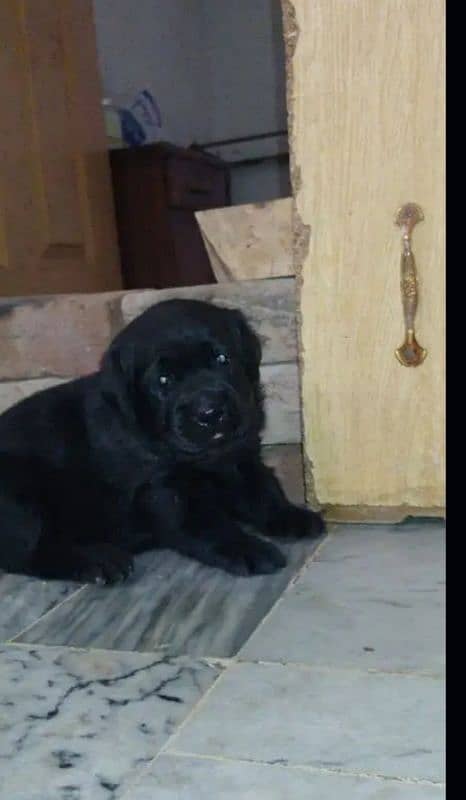 Blck Labrador male 3