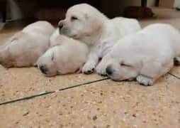 White Labrador pair