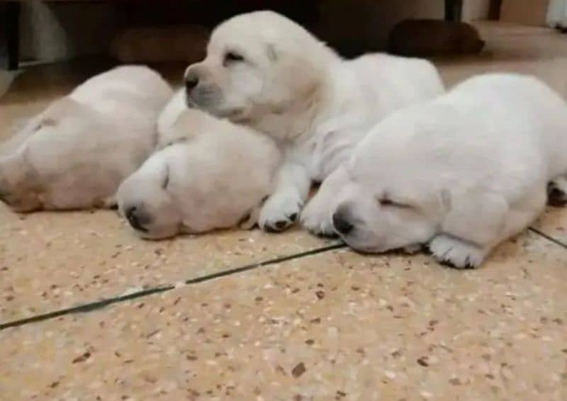 White Labrador pair 0