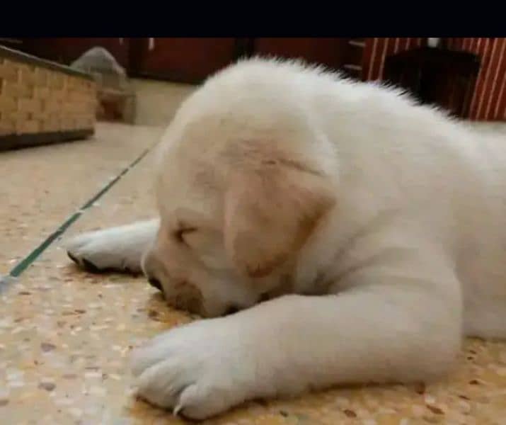 White Labrador pair 1