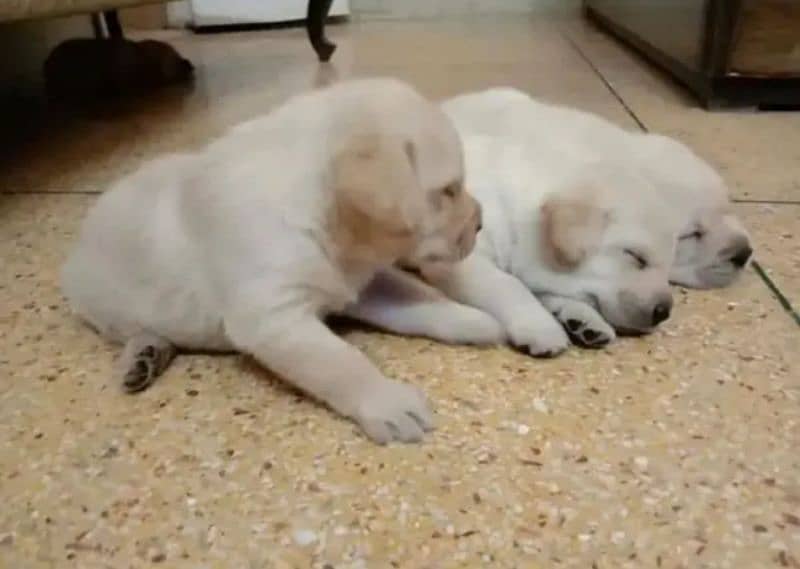 White Labrador pair 2