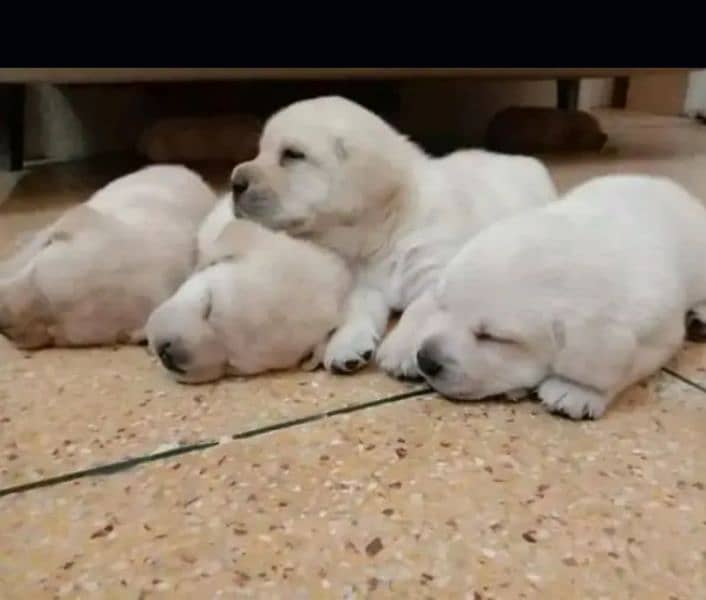 White Labrador pair 3