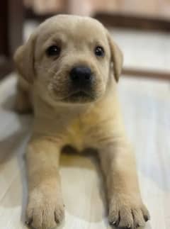 Fawn Labrador female puppy