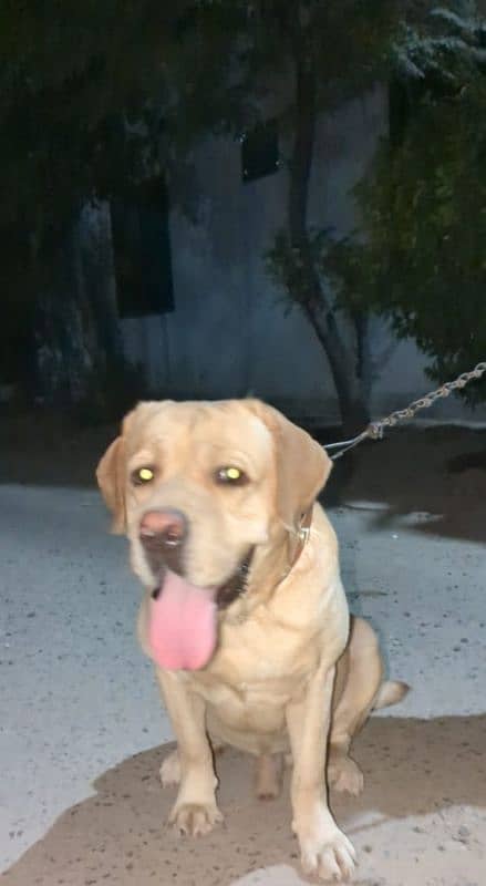 labrador healthy male 1