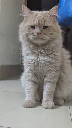 Persian Male Orange Cat