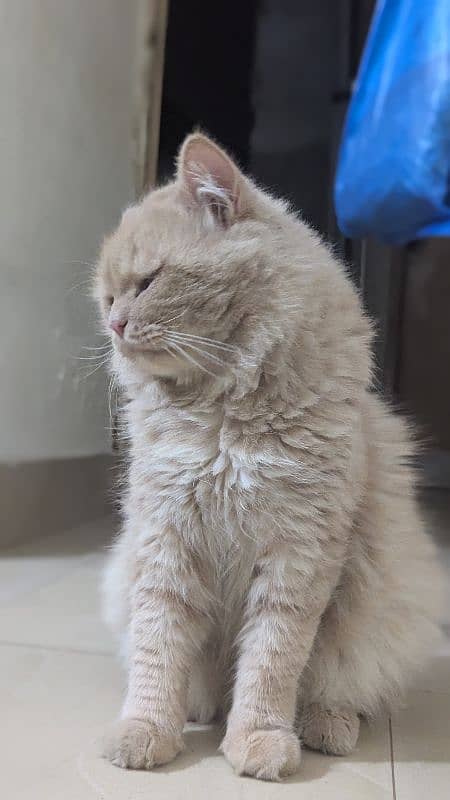 Persian Male Orange Cat 1