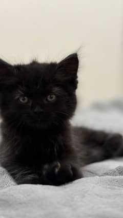 Kitten Ready for his forever Home