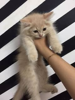 urgent Sale female kitten healthy playful