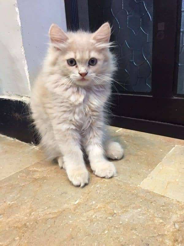 urgent Sale female kitten healthy playful 1