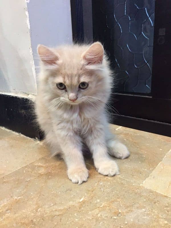 urgent Sale female kitten healthy playful 3